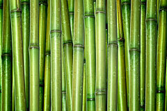 Tapeta Bambus 4468 - samolepiaca na stenu